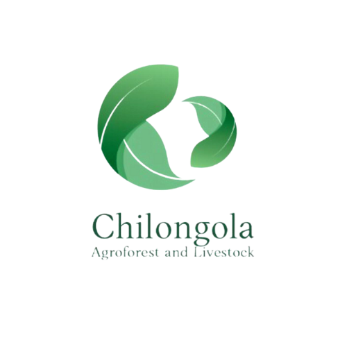 Chilongola